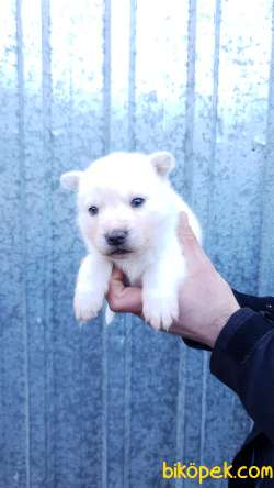 Husky 'Akkuş Üretim Çiftliği' 4