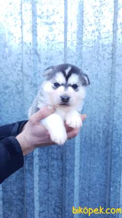 Husky 'Akkuş Üretim Çiftliği' 1
