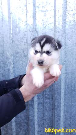 Husky 'Akkuş Üretim Çiftliği' 5
