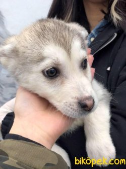 Husky Bebekler 3