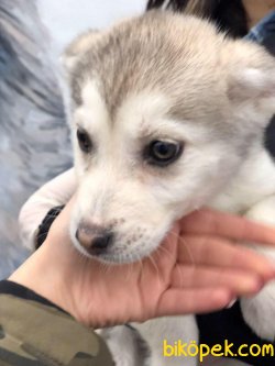 Husky Bebekler 1
