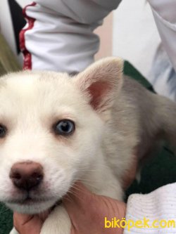 Husky Bebekler 2