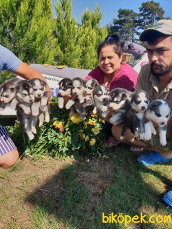Husky Çok Şeker Yavrularım 4