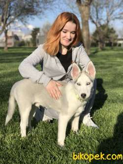 HUSKY ÖZEL RENK 3