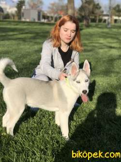 HUSKY ÖZEL RENK 1