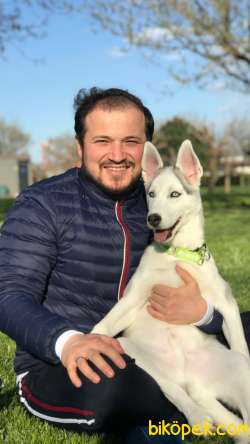 HUSKY ÖZEL RENK 2