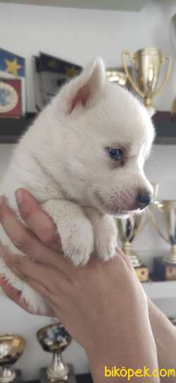 HUSKY SİBİRYA KURDU BEBEKLER IRK GARANTİLİ 3