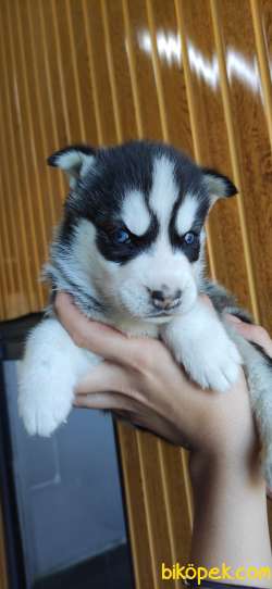 HUSKY SİBİRYA KURDU BEBEKLER IRK GARANTİLİ 5