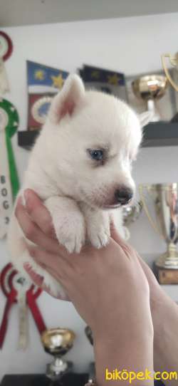 HUSKY SİBİRYA KURDU BEBEKLER IRK GARANTİLİ 5