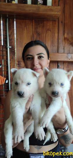 HUSKY SİBİRYA KURDU BEBEKLER IRK GARANTİLİ