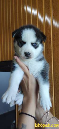HUSKY SİBİRYA KURDU BEBEKLER IRK GARANTİLİ 4