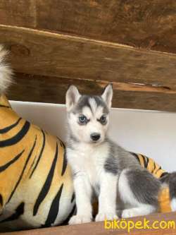 HUSKY SİBİRYA KURDU BEBEKLER IRK GARANTİLİ 2