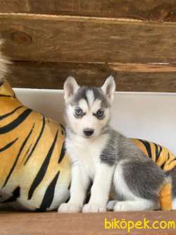 HUSKY SİBİRYA KURDU BEBEKLER IRK GARANTİLİ 4