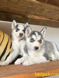 HUSKY SİBİRYA KURDU BEBEKLER IRK GARANTİLİ