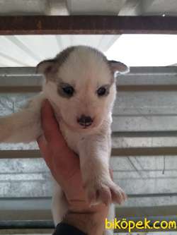 HUSKY SİBİRYA KURDU BEBEKLERİMİZ 4