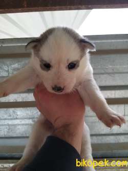 HUSKY SİBİRYA KURDU BEBEKLERİMİZ 1