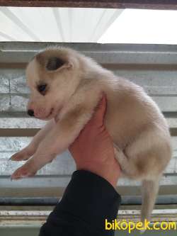 HUSKY SİBİRYA KURDU BEBEKLERİMİZ 3
