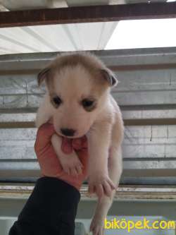 HUSKY SİBİRYA KURDU BEBEKLERİMİZ 2