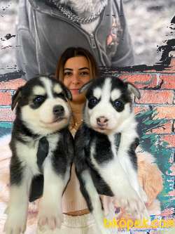 HUSKY SİBİRYA KURDU ÜST KALİTE BEBEKLER