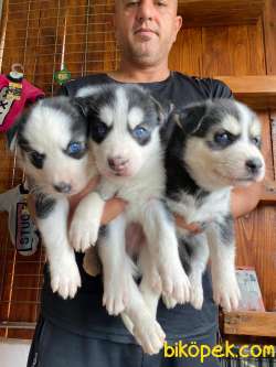 HUSKY SİBİRYA KURDU ÜST KALİTE BEBEKLER 2