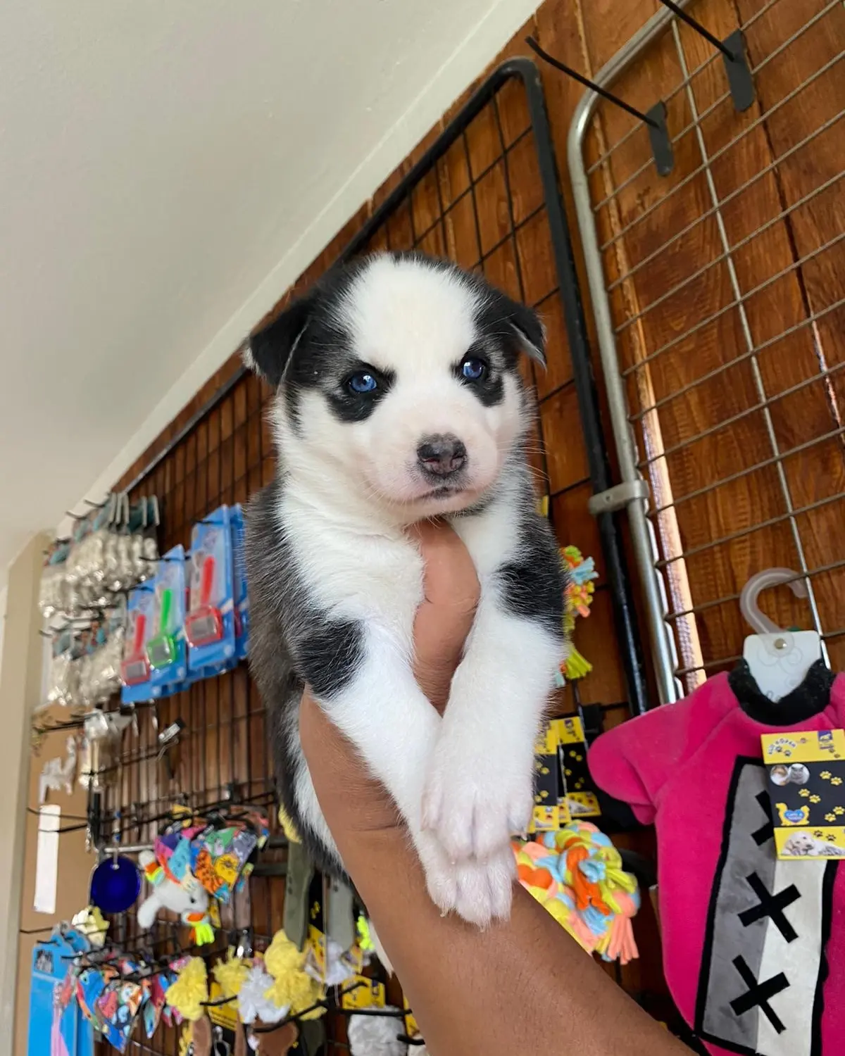 HUSKY SİBİRYA KURDU ÜST KALİTE BEBEKLER 4