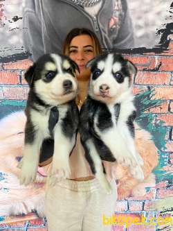 HUSKY SİBİRYA KURDU ÜST KALİTE BEBEKLER 3