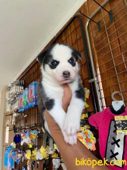 HUSKY SİBİRYA KURDU ÜST KALİTE BEBEKLER 5