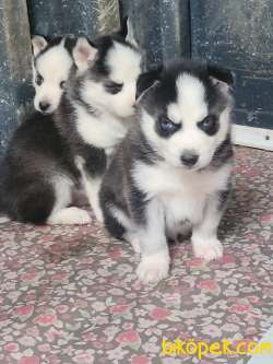 HUSKY SİBİRYA KURDU YAVRULAR 3