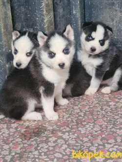 HUSKY SİBİRYA KURDU YAVRULAR 2