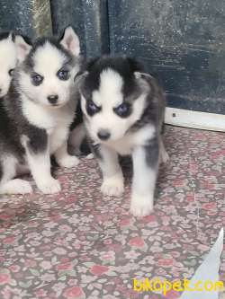 HUSKY SİBİRYA KURDU YAVRULAR 1