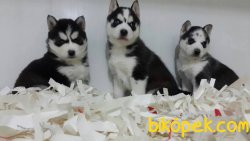 HUSKY (SİBİRYA KURDU) YAVRULARI 2