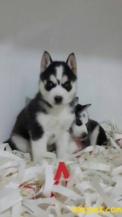 Husky Sıbırya Kurdu Yavruları 1