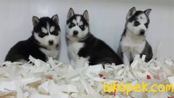 Husky Sıbırya Kurdu Yavruları 4