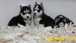 Husky Sıbırya Kurdu Yavruları 3