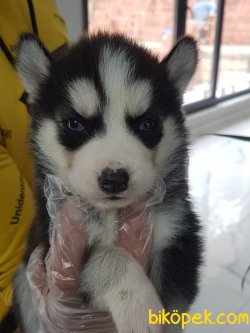 Husky (sıbırya Kurdu) Yavruları 2