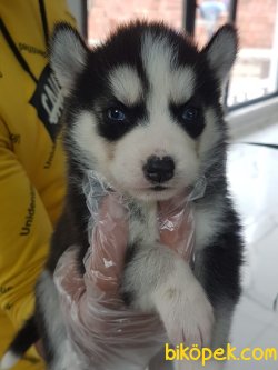 Husky (sıbırya Kurdu) Yavruları 4