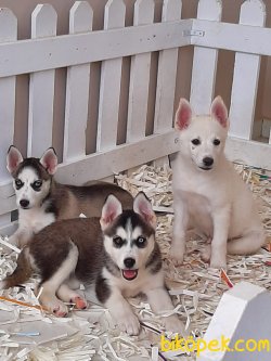 Kaliteli Satılık Husky(sıbırya Kurdu) Yavruları 4