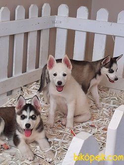 Kaliteli Satılık Husky(sıbırya Kurdu) Yavruları 2