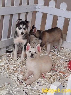 Kaliteli Satılık Husky(sıbırya Kurdu) Yavruları 5