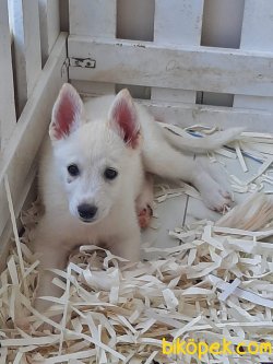 Kaliteli Satılık Husky(sıbırya Kurdu) Yavruları 3