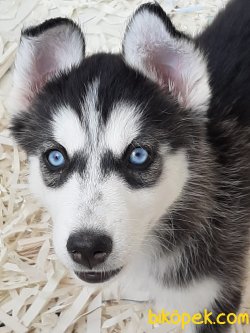 Husky (sıbırya Kurdu ) Yavruları 1