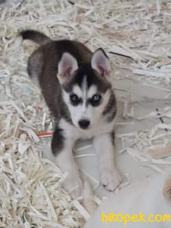 HUSKY (SIBIRYA KURDU ) YAVRULARI 2