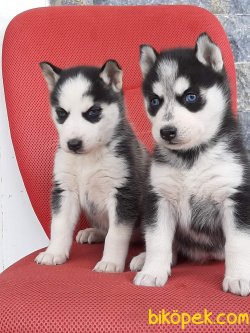 HUSKY (SIBIRYA KURDU ) YAVRULARI 1