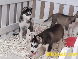 Husky(sibirya Kurdu) Yavruları 5