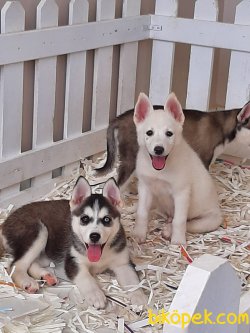 Husky(Sibirya Kurdu) Yavrulari 2