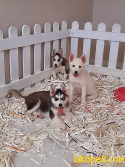 Husky(Sibirya Kurdu) Yavrulari 4