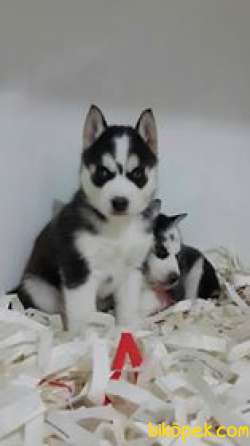 HUSKY SIBIRYA KURDU YAVRULARI 3