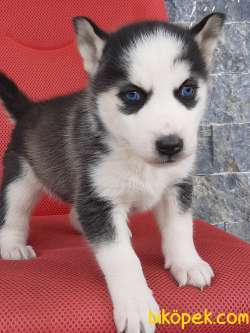 EN ÖZEL Husky (sibirya Kurdu) Yavruları 3