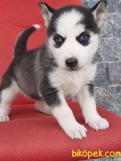 EN ÖZEL Husky (sibirya Kurdu) Yavruları 2