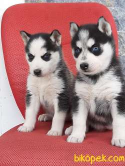 EN ÖZEL Husky (sibirya Kurdu) Yavruları 4